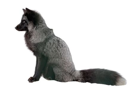 heimattiergarten-fuerstenwalde-preis-luchs-01