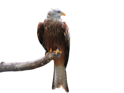 heimattiergarten-tierpark-zoo-fuerstenwalde-tiere-316-removebg