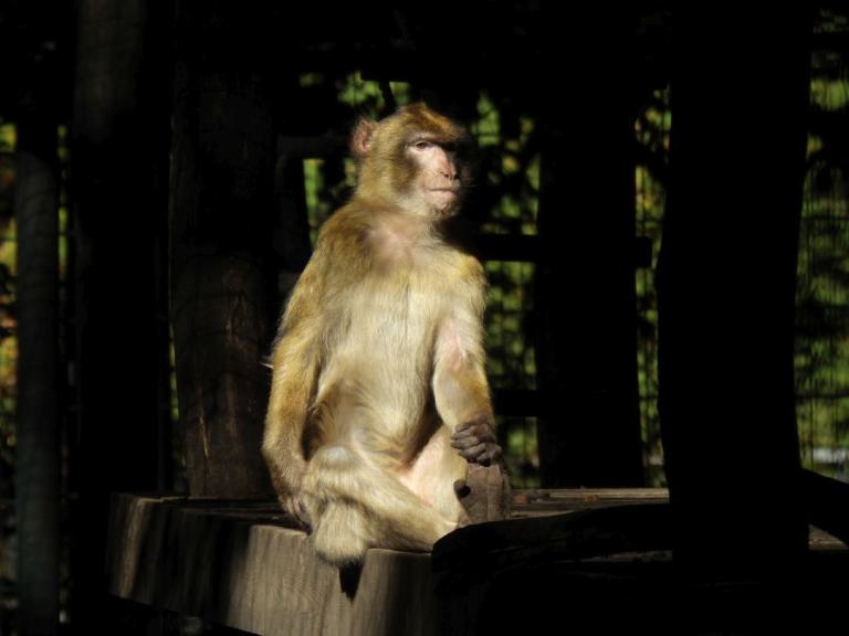 heimattiergarten-tierpark-zoo-fuerstenwalde-tiere-027
