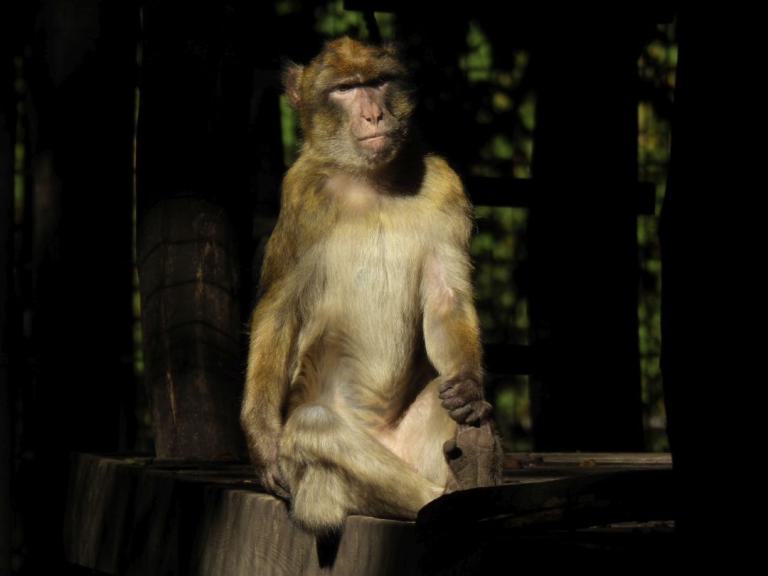 heimattiergarten-tierpark-zoo-fuerstenwalde-tiere-028