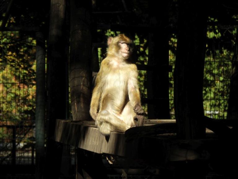 heimattiergarten-tierpark-zoo-fuerstenwalde-tiere-030