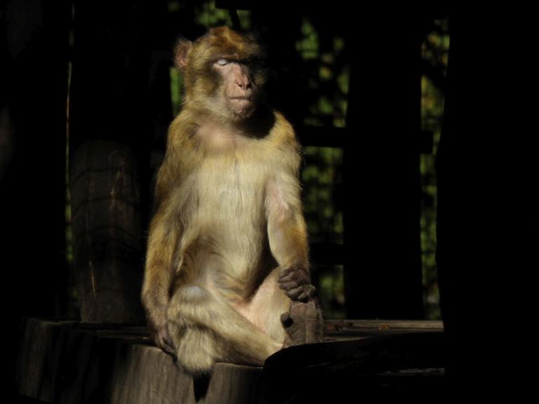 heimattiergarten-tierpark-zoo-fuerstenwalde-tiere-032