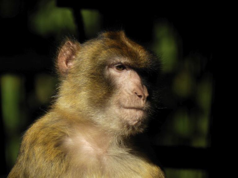 heimattiergarten-tierpark-zoo-fuerstenwalde-tiere-033