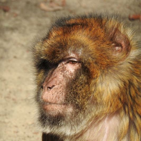 heimattiergarten-tierpark-zoo-fuerstenwalde-tiere-035