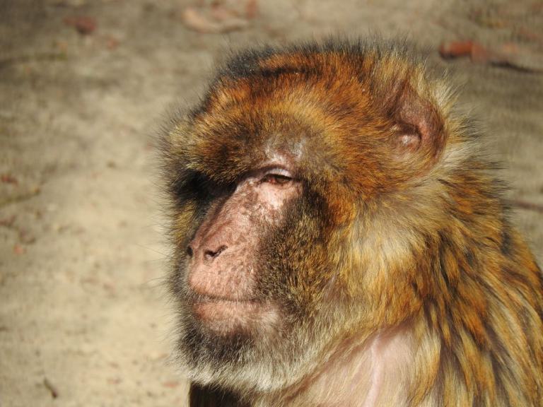 heimattiergarten-tierpark-zoo-fuerstenwalde-tiere-035