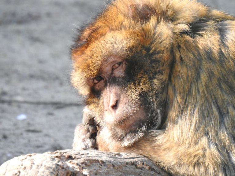 heimattiergarten-tierpark-zoo-fuerstenwalde-tiere-040