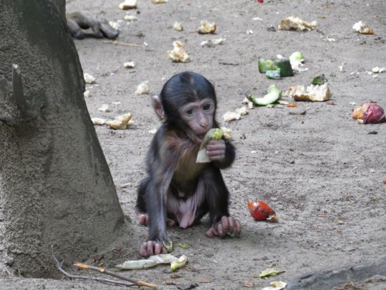 heimattiergarten-tierpark-zoo-fuerstenwalde-tiere-045