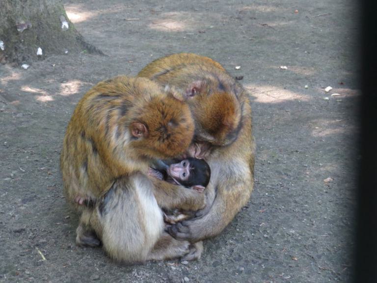 heimattiergarten-tierpark-zoo-fuerstenwalde-tiere-048