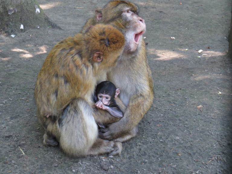 heimattiergarten-tierpark-zoo-fuerstenwalde-tiere-049