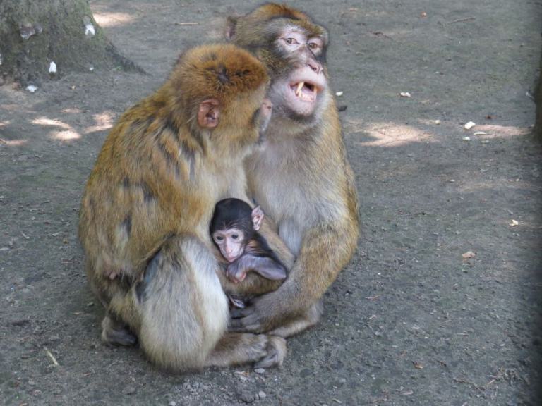 heimattiergarten-tierpark-zoo-fuerstenwalde-tiere-050