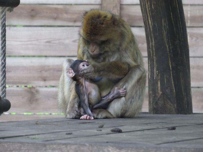 heimattiergarten-tierpark-zoo-fuerstenwalde-tiere-054