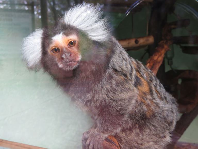 heimattiergarten-tierpark-zoo-fuerstenwalde-tiere-420