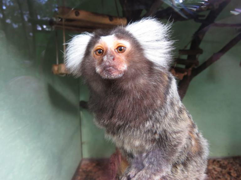 heimattiergarten-tierpark-zoo-fuerstenwalde-tiere-421