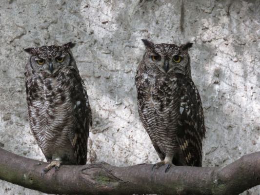 heimattiergarten-tierpark-zoo-fuerstenwalde-tiere-144