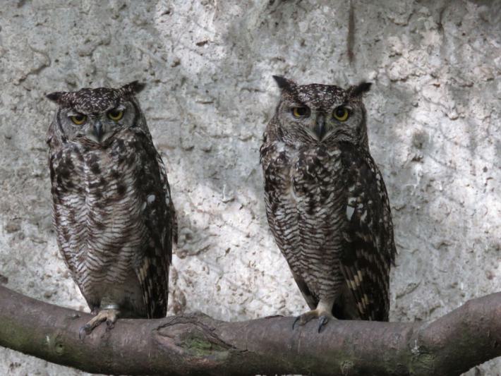 heimattiergarten-tierpark-zoo-fuerstenwalde-tiere-144