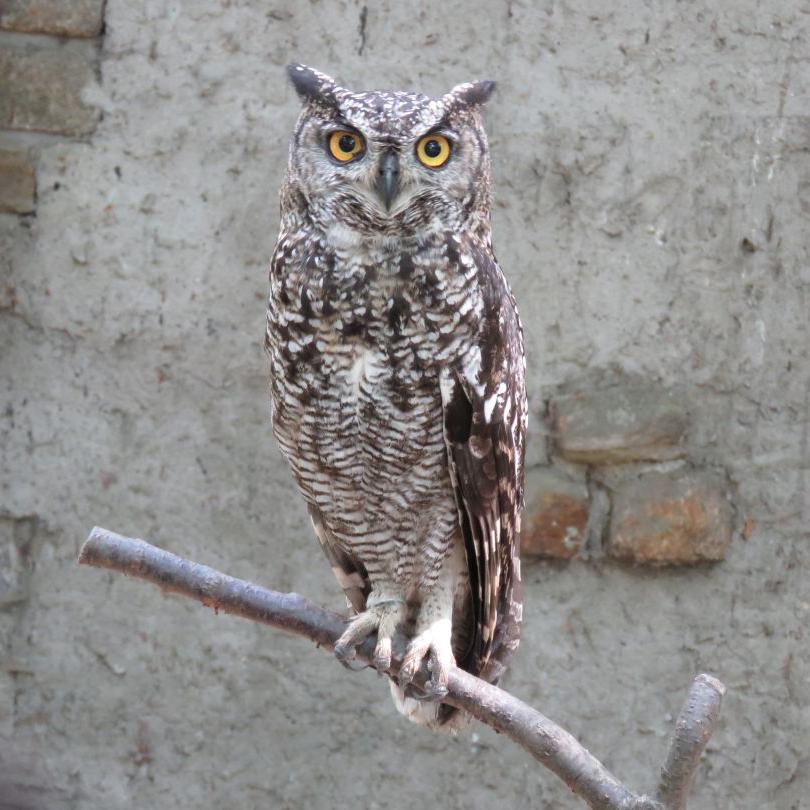 heimattiergarten-tierpark-zoo-fuerstenwalde-tiere-145