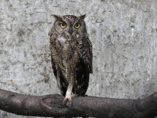 heimattiergarten-tierpark-zoo-fuerstenwalde-tiere-146