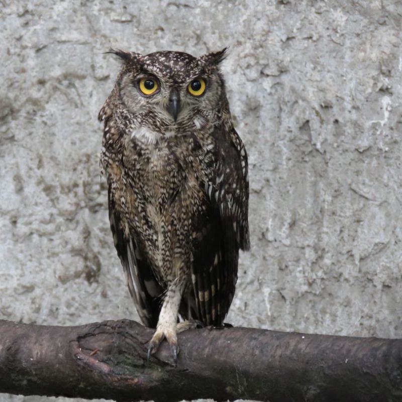 heimattiergarten-tierpark-zoo-fuerstenwalde-tiere-146