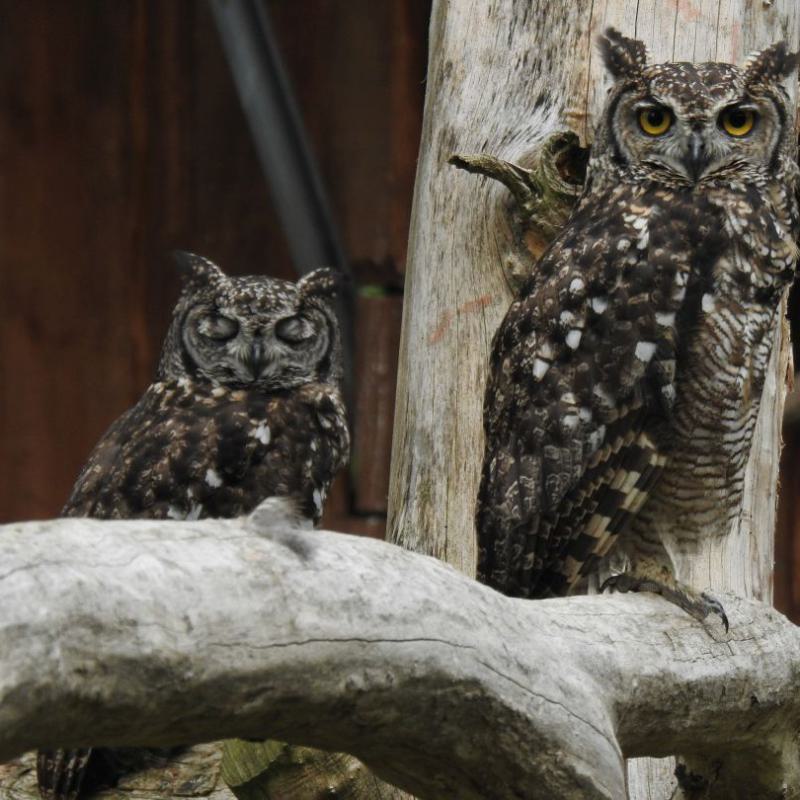 heimattiergarten-tierpark-zoo-fuerstenwalde-tiere-149