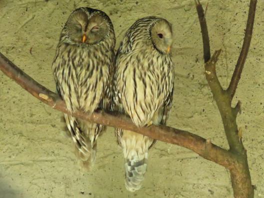 heimattiergarten-tierpark-zoo-fuerstenwalde-tiere-171