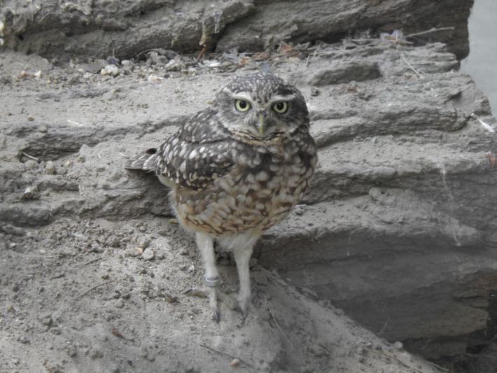 heimattiergarten-tierpark-zoo-fuerstenwalde-tiere-207