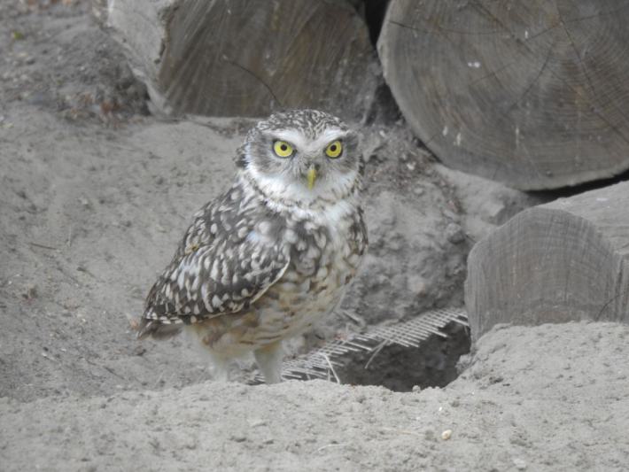 heimattiergarten-tierpark-zoo-fuerstenwalde-tiere-208