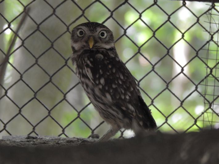 heimattiergarten-tierpark-zoo-fuerstenwalde-tiere-209