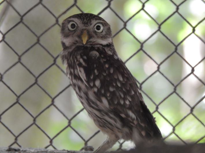 heimattiergarten-tierpark-zoo-fuerstenwalde-tiere-210