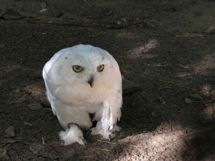 heimattiergarten-tierpark-zoo-fuerstenwalde-tiere-332