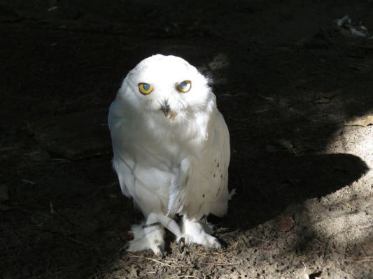 heimattiergarten-tierpark-zoo-fuerstenwalde-tiere-333