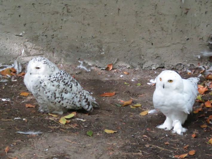 heimattiergarten-tierpark-zoo-fuerstenwalde-tiere-334