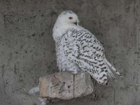 heimattiergarten-tierpark-zoo-fuerstenwalde-tiere-337