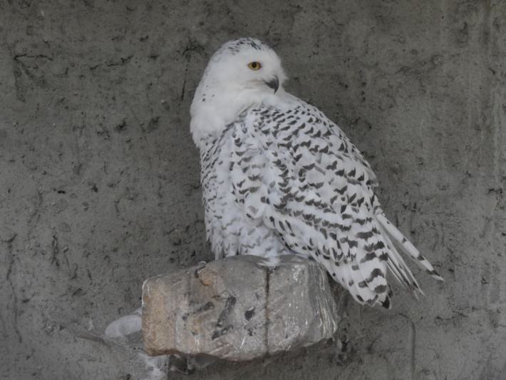 heimattiergarten-tierpark-zoo-fuerstenwalde-tiere-337