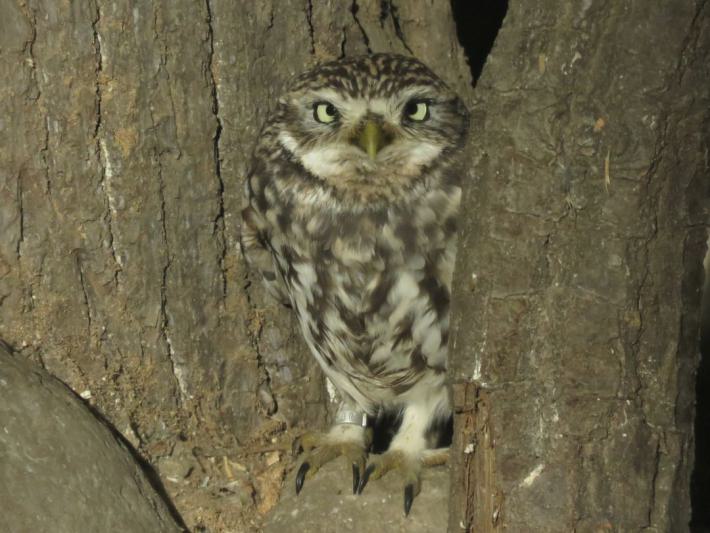 heimattiergarten-tierpark-zoo-fuerstenwalde-tiere-352