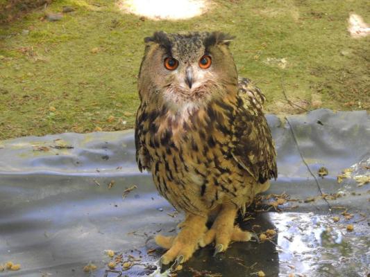 heimattiergarten-tierpark-zoo-fuerstenwalde-tiere-397