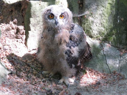 heimattiergarten-tierpark-zoo-fuerstenwalde-tiere-398