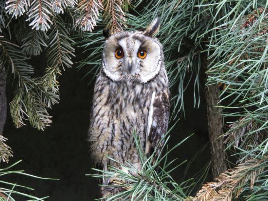 heimattiergarten-tierpark-zoo-fuerstenwalde-tiere-407