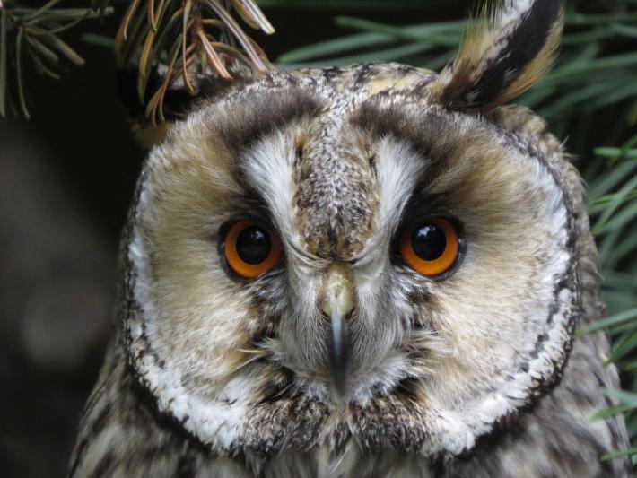 heimattiergarten-tierpark-zoo-fuerstenwalde-tiere-409