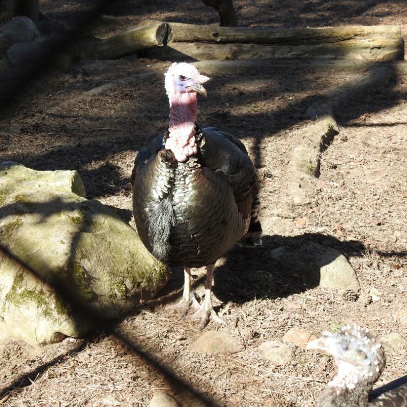 heimattiergarten-tierpark-zoo-fuerstenwalde-tiere-082