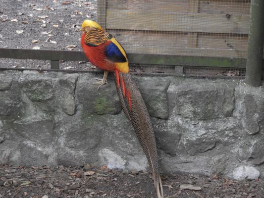heimattiergarten-tierpark-zoo-fuerstenwalde-tiere-156
