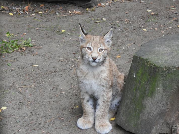 heimattiergarten-tierpark-zoo-fuerstenwalde-tiere-220