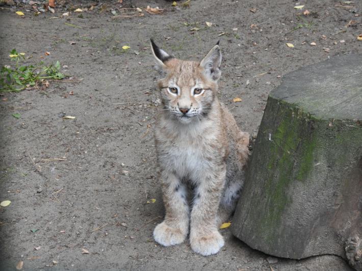 heimattiergarten-tierpark-zoo-fuerstenwalde-tiere-222