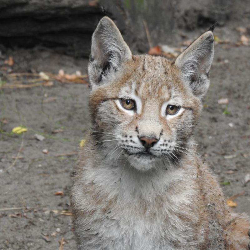heimattiergarten-tierpark-zoo-fuerstenwalde-tiere-224