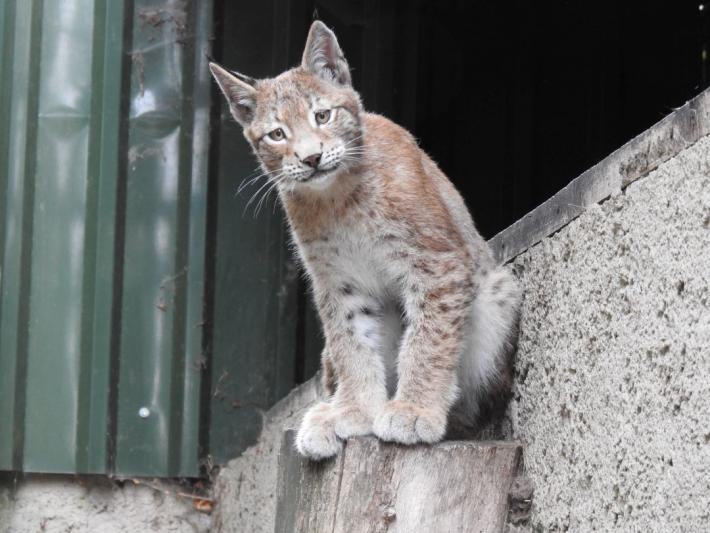 heimattiergarten-tierpark-zoo-fuerstenwalde-tiere-225