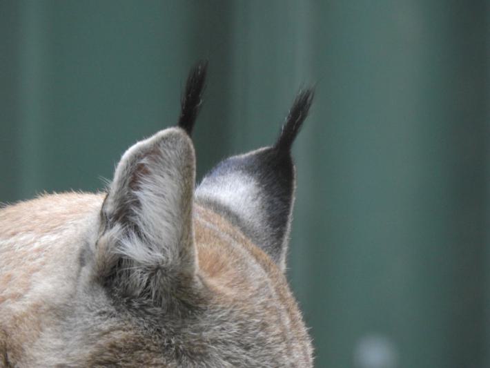 heimattiergarten-tierpark-zoo-fuerstenwalde-tiere-229