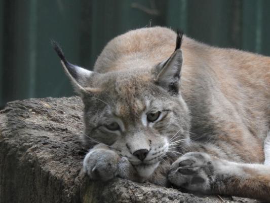 heimattiergarten-tierpark-zoo-fuerstenwalde-tiere-231