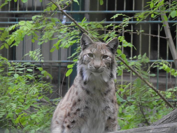 heimattiergarten-tierpark-zoo-fuerstenwalde-tiere-234