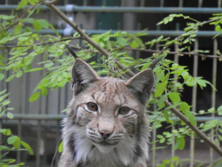 heimattiergarten-tierpark-zoo-fuerstenwalde-tiere-235