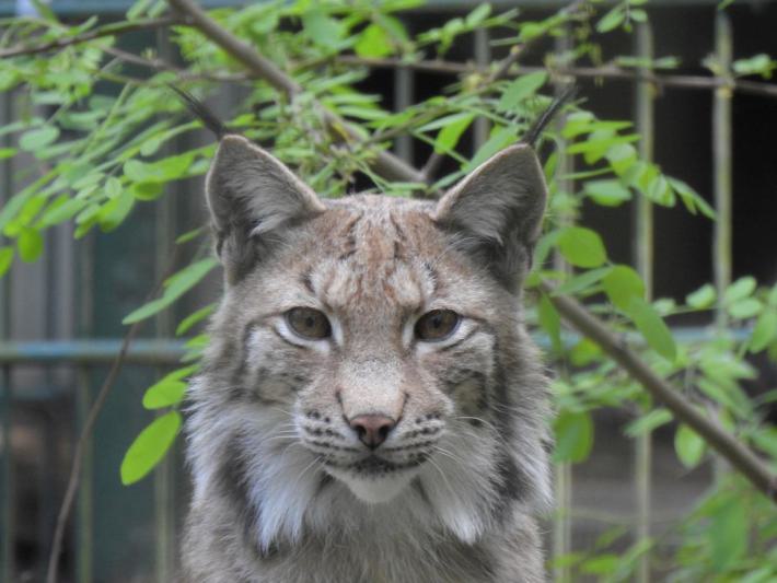 heimattiergarten-tierpark-zoo-fuerstenwalde-tiere-236