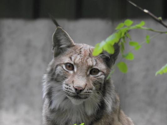 heimattiergarten-tierpark-zoo-fuerstenwalde-tiere-237